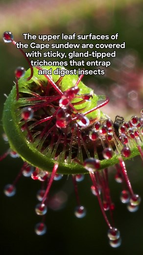 The Science of Survival: Understanding the Stickiest Cape Sundew
