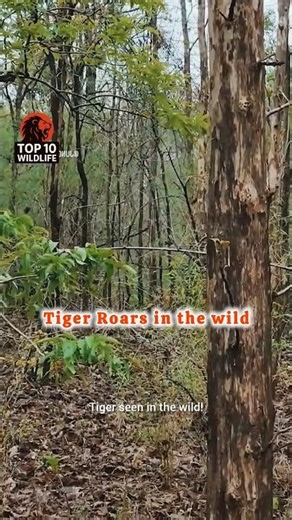 Chilling roar of a Tiger 😱 #tiger #animalencounters