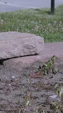 What’s Hiding in Your Retaining Wall? | Kim Todd’s Landscaping Tip