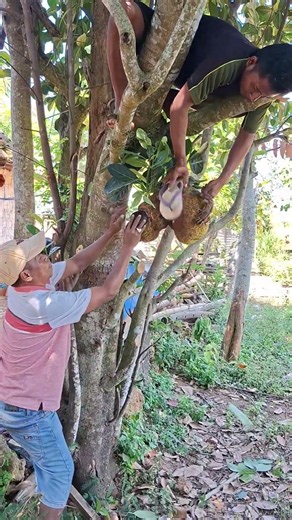 wow😱dua jenis hewan rebutan nangka mateng #shortvideo #nature #birdsong #amazing