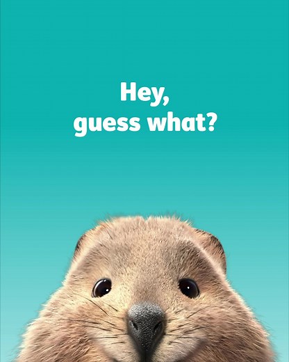 Meet the quokkas. The fresh and furry faces of HBF. | HBF