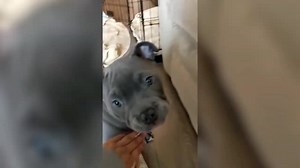 Talking Dog Surprises with Funny Phrase