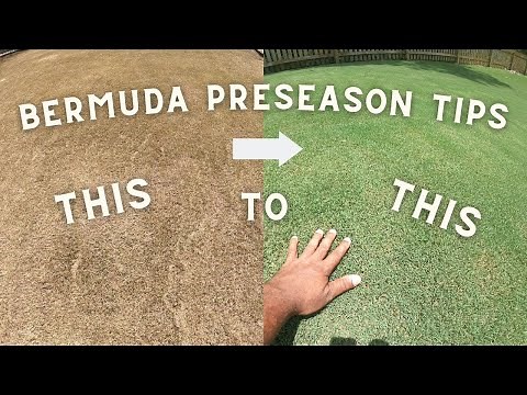 Caring for bermuda grass in the winter and early spring