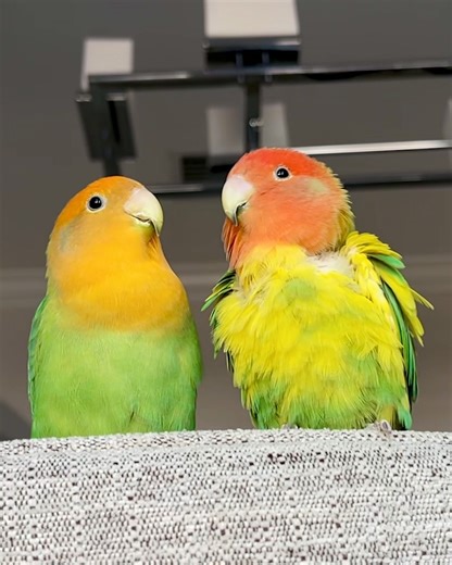 19K views · 364 reactions | Scientists reveal what monkeys and parrots have in common: | NOVA l PBS | Facebook