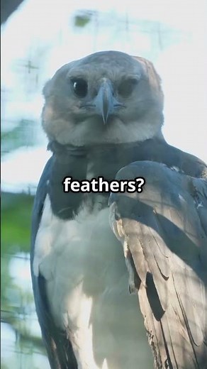 This Eagle Can Lift Prey as Heavy as a Full GROWN MAN!😱🦅#HarpyEagle #AmazingFacts #Wildlife #shorts