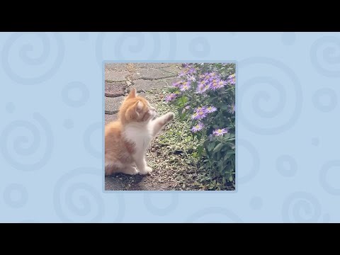 calm playlist (cavetown, tally hall, lemon demon, will wood and other)