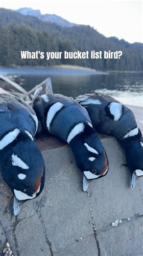 What’s your bucket-list bird? Anywhere in the world. Let’s hear it below.