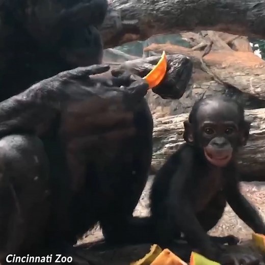 513K views · 10K reactions | Someone has all of her baby teeth, and is eating everything she can get her hands on!  Cincinnati’s 9-month-old bonobo loves her papaya. She now has all of her baby teeth, zoo officials say, and is an adorable little chomper! | WLWT | Facebook