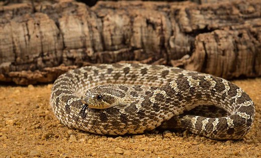 A Guide to Caring for Hognose Snakes as Pets
