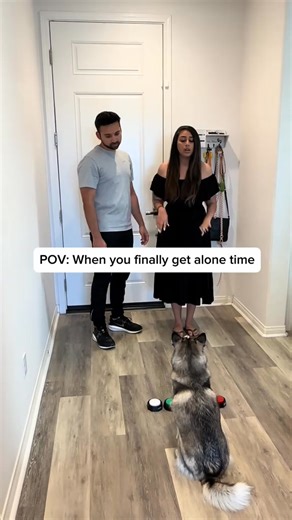 28K views · 892 reactions | POV when you finally get alone time  #dogs #SelfCare #alonetime | Sapphie.Pomsky | Facebook
