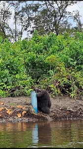 Are you staying hydrated today?? Pacific sure is! 💦 | Second Chance Chimpanzee Refuge Liberia / Save the Abandoned Chimps