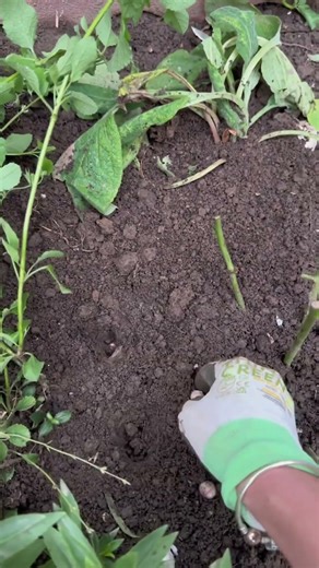 The easiest little bulbs to plant! Allium Cowanii! #gardening #flowers #bulbs #garden