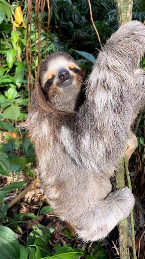 7.2K views · 2K reactions | #SlothFact sloths do not sleep 18 hours a day! On average, a sloth sleeps 'only' 8 to 10 hours. | The Sloth Conservation Foundation | Facebook