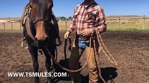 Everyday Mulemanship Challenge Week #38 “Introducing Hobbles”