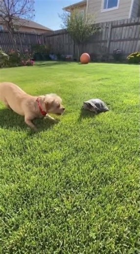Dog Freaks Out Over Turtle Encounter