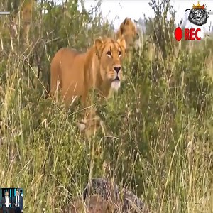 Top lion hunts but fails | Wildlife War