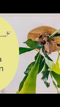 How to Mount a Staghorn Fern
