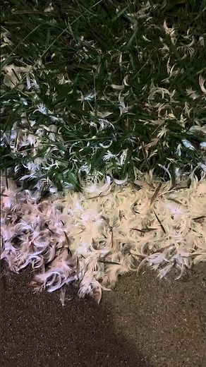 Feather explosion near the frozen yogurt shop