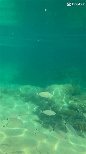 5.6K views · 511 reactions | #poissons #mer #baignade #fondsmarins | Corinne in Corsica | Facebook