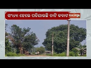 Panic grips Kamakhyanagar as locals claim tiger sighting | Kalinga TV