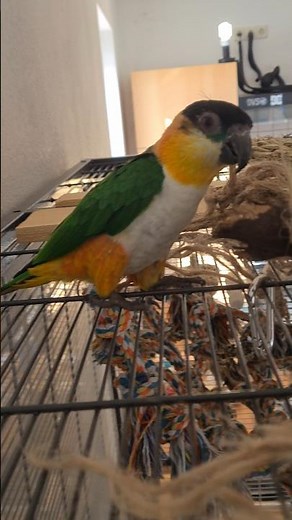 Playful Caiques Climbing & Having Fun 🦜 #ParrotPlaytime #CaiqueParrot #funnyanimals