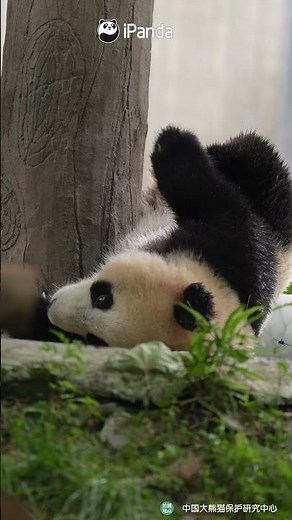 Panda’s Main Talent Is Being Adorable | iPanda #shorts