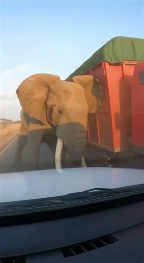 When an Elephant Gets Mad… 😬🚗