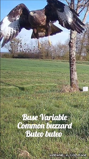 Cris de buse variable / Common buzzard calls