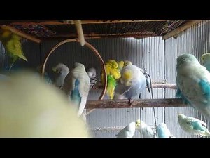 Budgie vs Parakeet What’s the Difference Las Vegas Breakdown #petknowledge #mindfulcontent #homeeduc