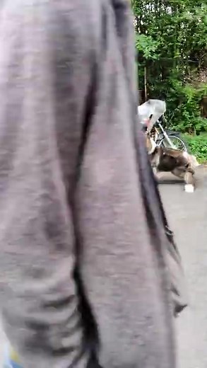 Aggressive Akita Dog Attacks Street Dogs in Dramatic Showdown