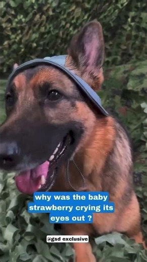 Barking Mad: The UltimateCollection of Dog Puns & Jokes 🤣🤣