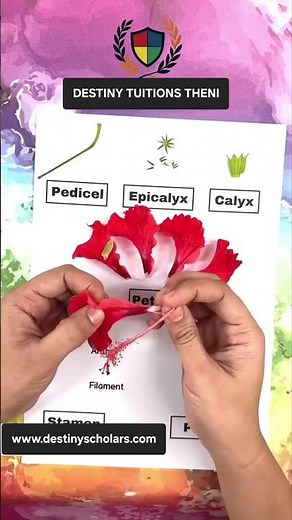 CLASS 6 to10 Understand the Reproductive Parts of a Flower in 1 Minute | Biology Made Easy #biology