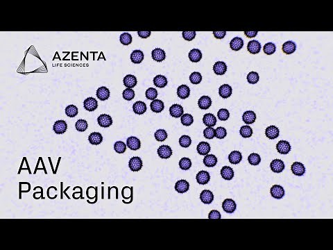 GENEWIZ AAV Packaging from Azenta Life Sciences