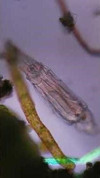 microscopy video - rotifer bdelloid - polarized oblique