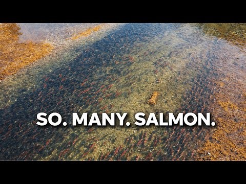 The Biggest Salmon Run We’ve Ever Seen