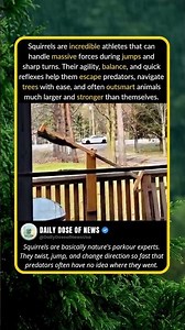 squirrel's agility #squirrels #animalfacts