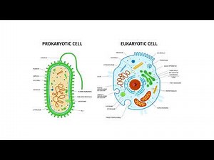 Cell: Basic structure of all living creatures.