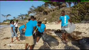 Scenes from this morning's clean up of Sargassum at Silver Sands, Christ Church. | The Nation Barbados