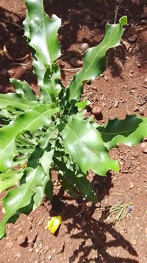 Cutting off the tip of a Macadamia plant to make it branch out#pruning