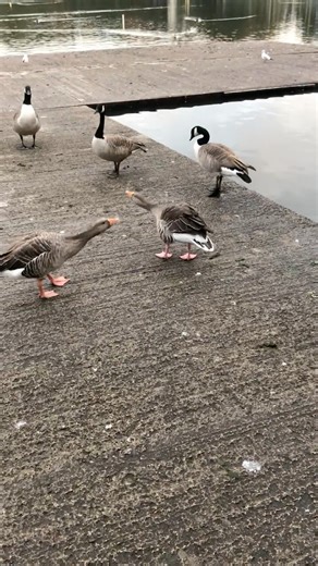 Greylag Goose vs Canada Goose #birds #wildlife #nature #goose #uk #canadagoose #greylag
