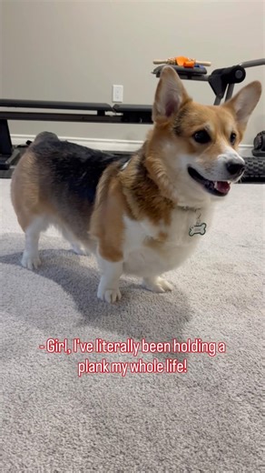 Pilates is not hard for dogs, says the corgi (core-gi)! #corgi #dogs