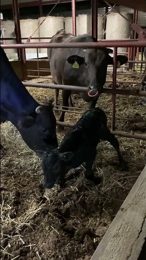 [Cow birth] The moment life is born
