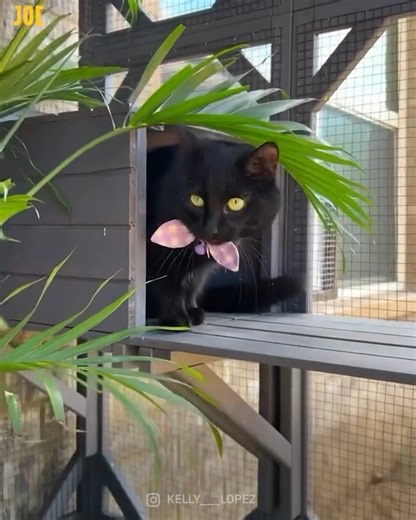 1.1M views · 1.6K reactions | This cat is living its best life  | JOE.co.uk | Facebook