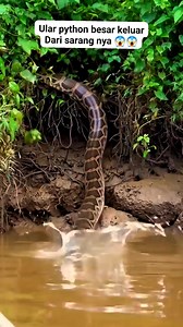 Ular python besar keluar dari sarangnya 😱😱 #ularpython #semuaorang #ular | M N Officiall