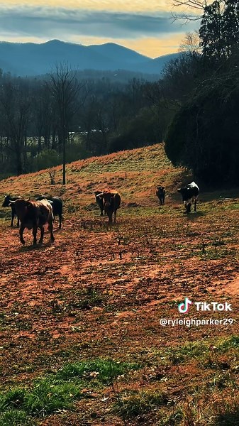 The Ryleigh Parker (@ryleighparker29)’s videos with original sound - Country Sayings