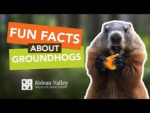 Fun Facts About Groundhogs