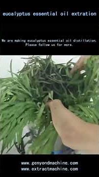 DIY Make eucalyptus leaves essential oil distillation extraction at home.