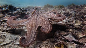 Gloomy octopuses have long had a rep for being loners. But back in 2017, scientists provided proof these cephalopods sometimes hang out in small cities. Welcome to Octlantis! 🐙🐙🐙 | Daily Planet