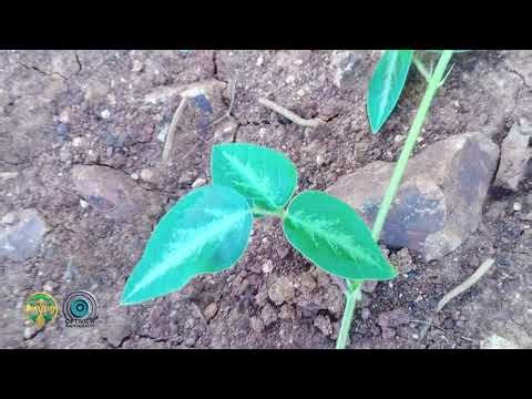 🌱 LIFE RETURNS | How Desmodium Restores Disturbed Land