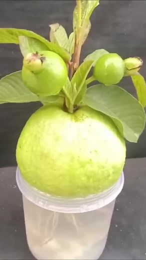 851K views · 10K reactions | Best Guava grow technique from onion and aloe vera 100% success.#Growing #Planting #FlowerPlant #Anthurium #plantingroots #roses ｜ MasterYii-9 ｜ MasterYii-9 · Original audio | Gayo Bhgw BM | Facebook